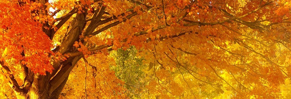 Fall Website Banner