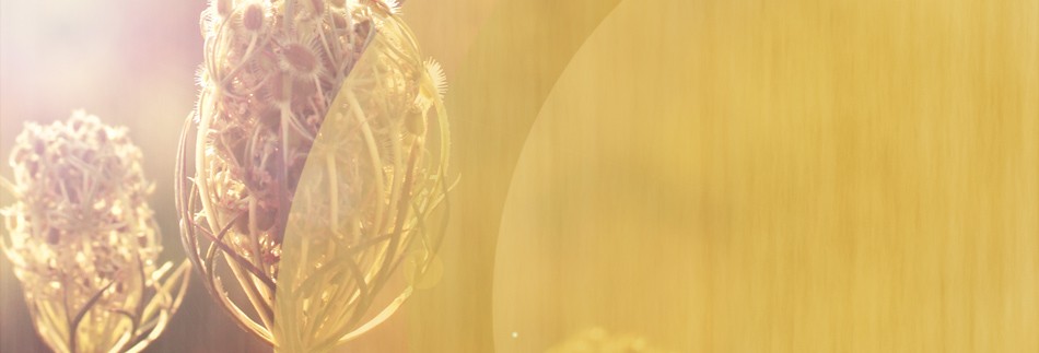 Field Scenery Website Banner