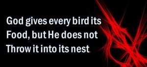 bird